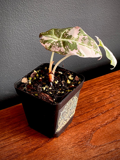 Alocasia Black Velvet Pink variegata | 7 cm pot (A)