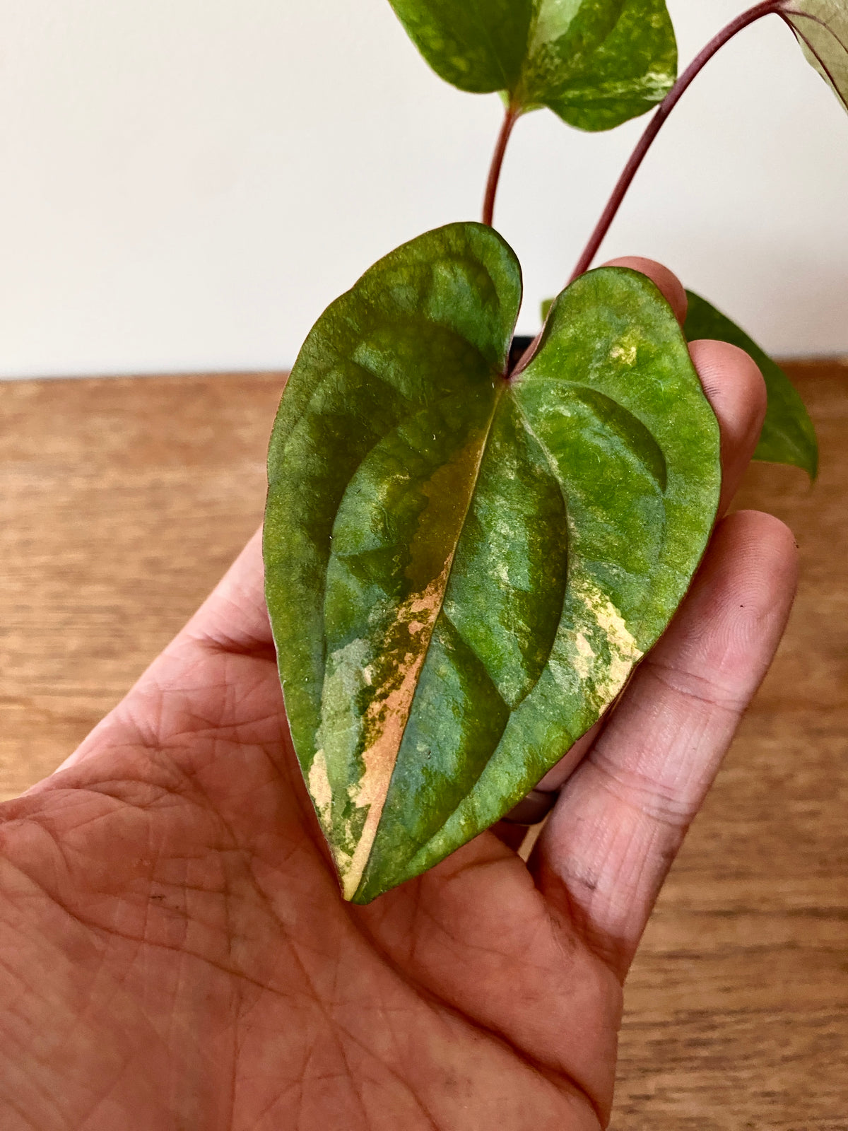 Anthurium Papillilaminum var X Guna Yala (S1) | 7 cm pot