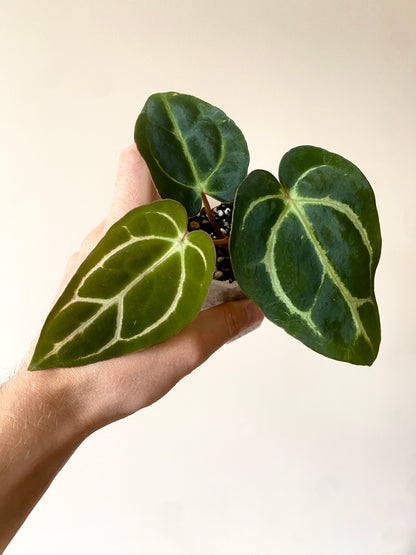 Anthurium Carlablackiae | 7 cm pot