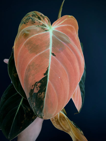 Philodendron Melanochrysum Orange variegata | 12 cm pot [C]