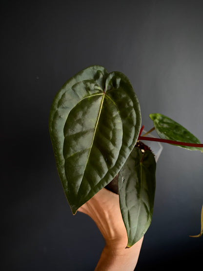 Anthurium DB Red Crystallinum X Luxurians | 9 cm pot