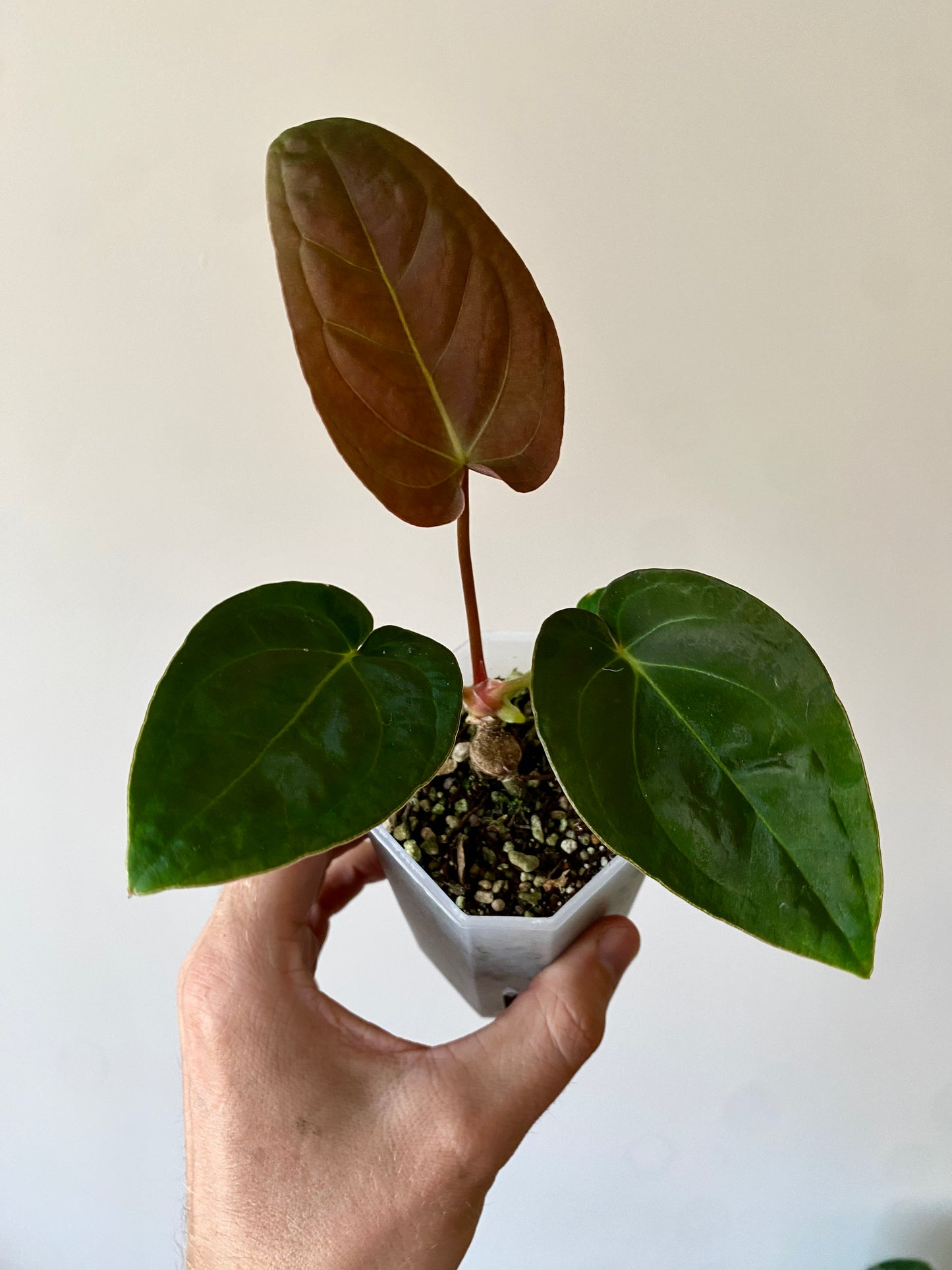 Anthurium Papillilaminum Legend x self | 7 cm pot [A]