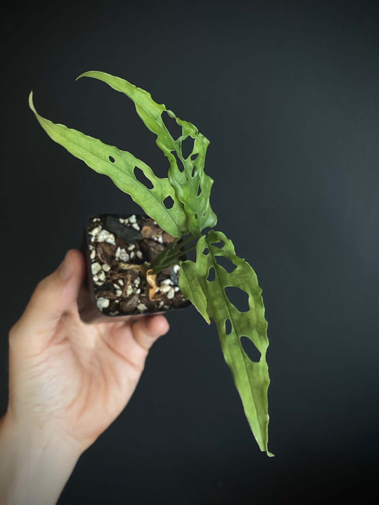 Monstera Obliqua Peru | 6 cm pot
