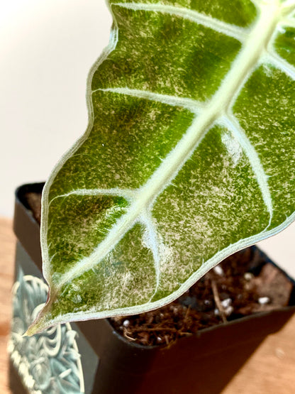 Alocasia Polly Pink Mint variegated | 7 cm pot (B)
