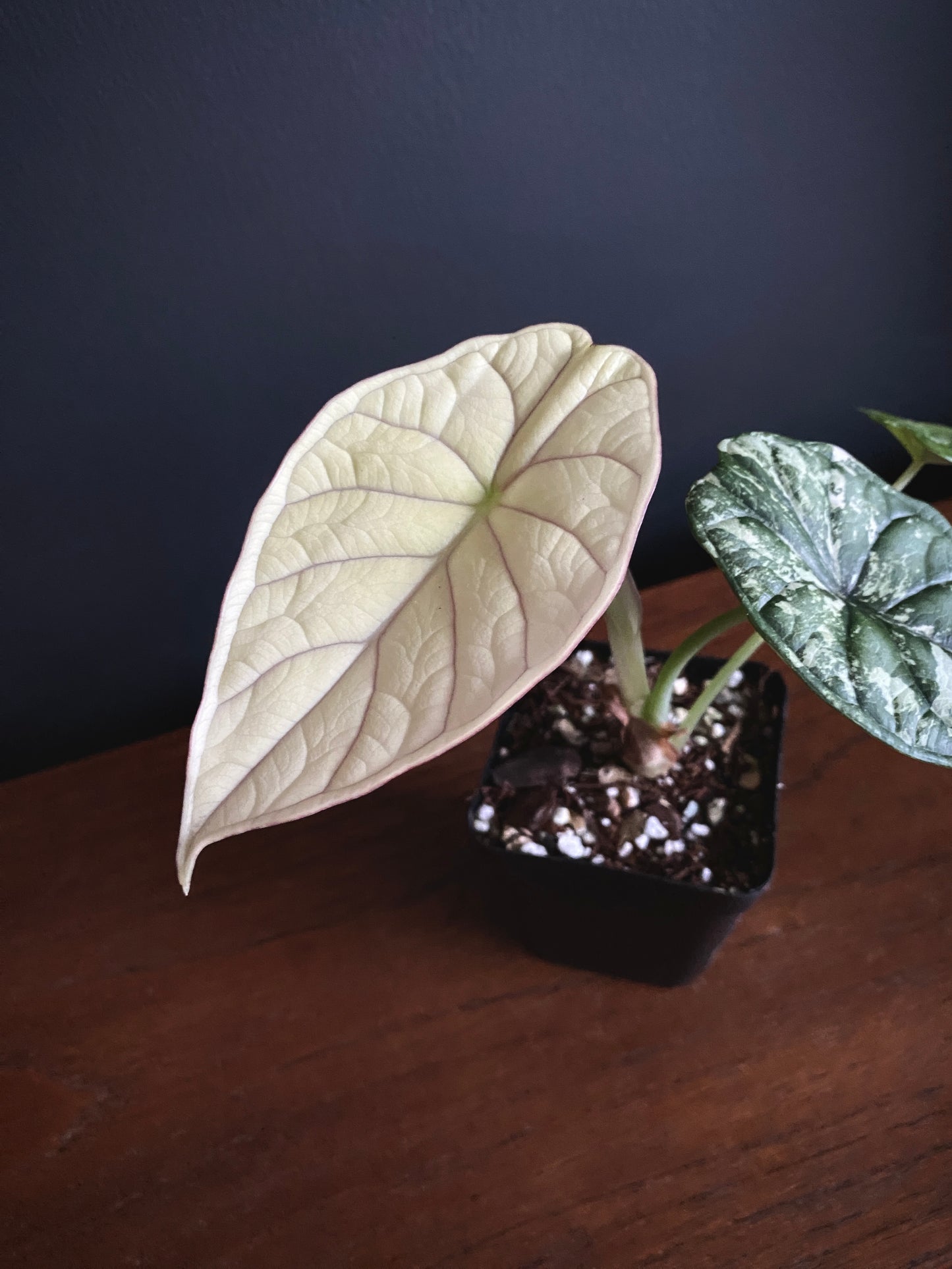 Alocasia Dragonscale Albo variegata | 7 cm pot [A]