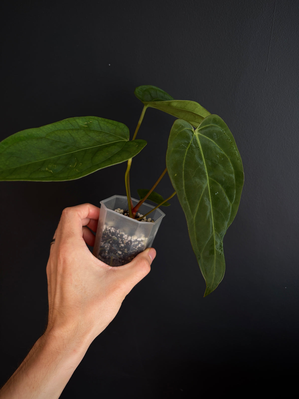 Anthurium Subsignatum (velvety) X Carlablackiae | 7 cm pot [B]