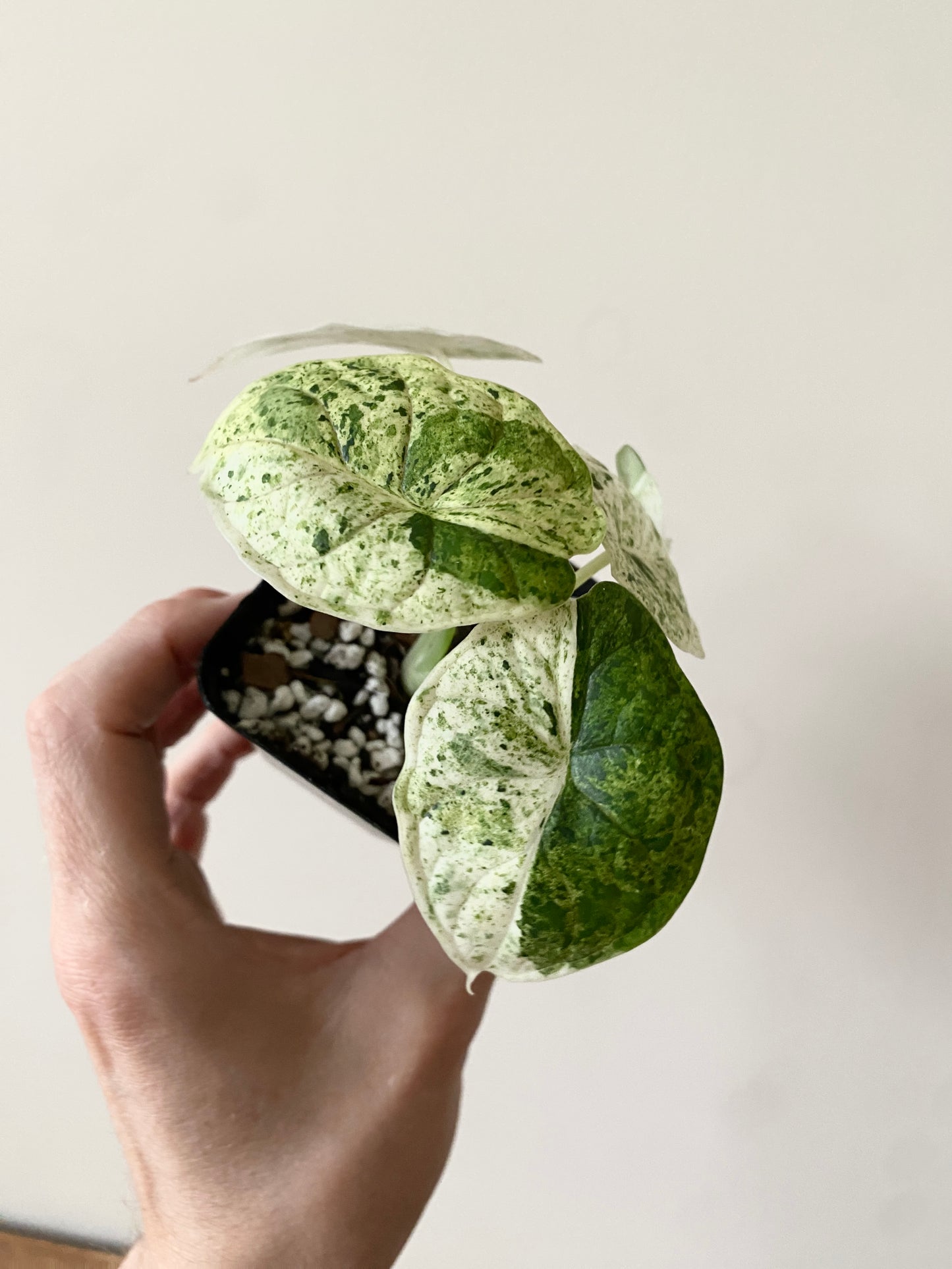Alocasia Dragonscale Mint variegata | 7 cm pot