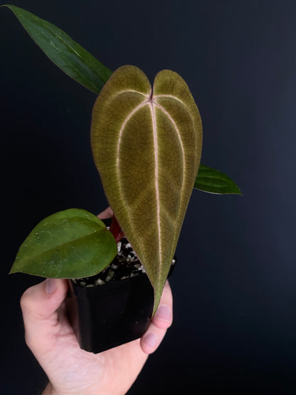 Anthurium Dark Knight X Carlablackiae | 7 cm pot