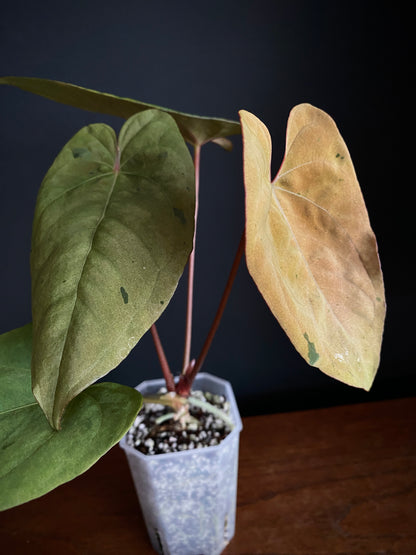 Anthurium Blue Papillilaminum hybrid mint variegated | 7 cm pot