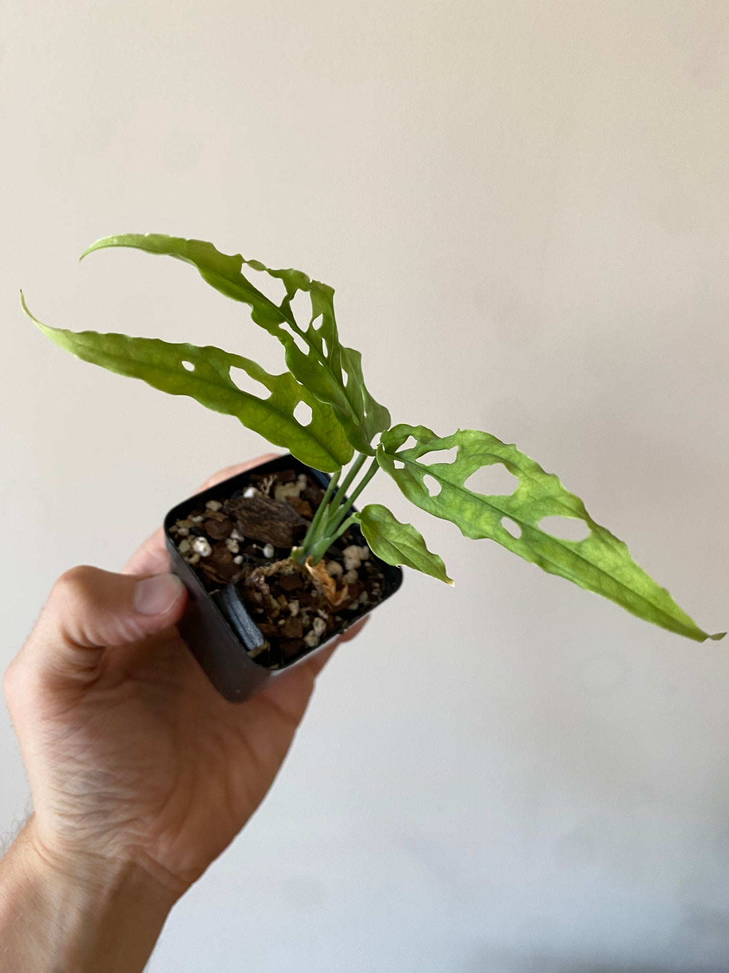 Monstera Obliqua Peru | 6 cm pot