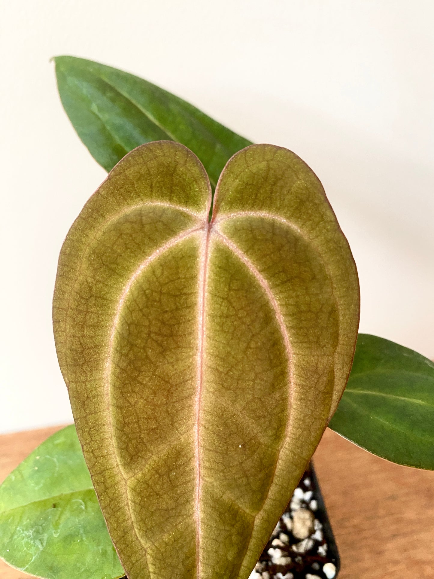 Anthurium Dark Knight X Carlablackiae | 7 cm pot