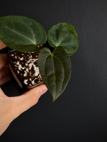 Anthurium (Guna Yala x Carlablackiae) X Carlablackiae RA10 S1 | 6 cm pot [A]