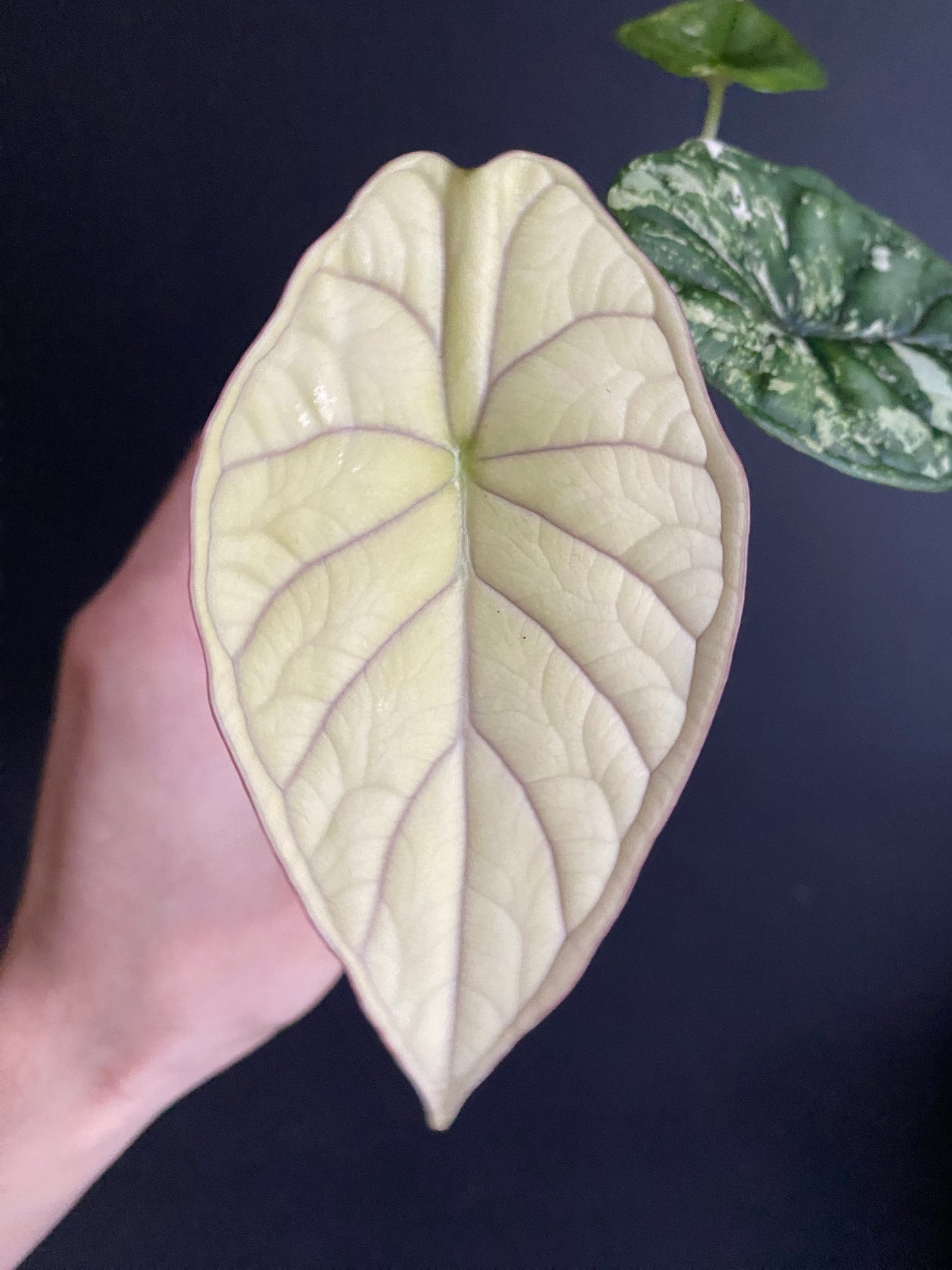 Alocasia Dragonscale Albo variegata | 7 cm pot [A]