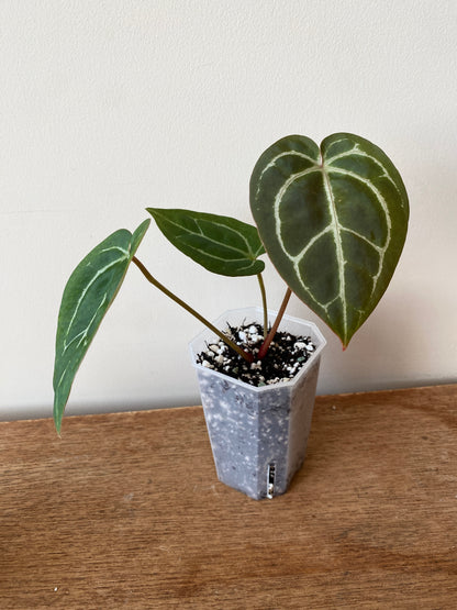 Anthurium Minahasa X (Michelle x Zara x AOS) | 7 cm pot