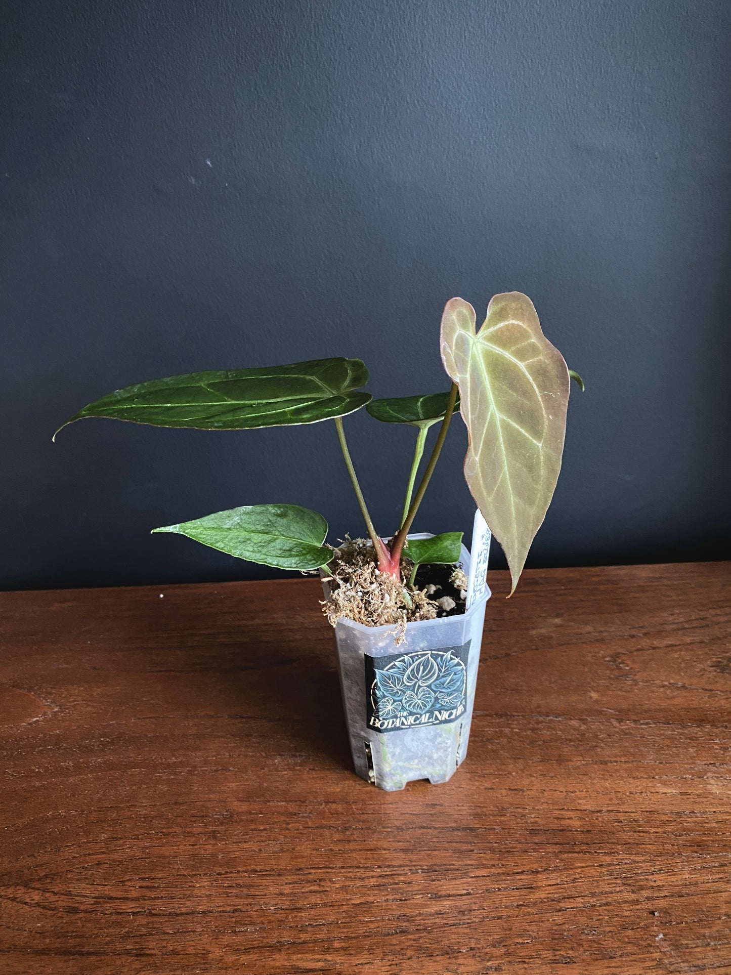 Anthurium Forgetii X Magnificum Silver | 7 cm pot
