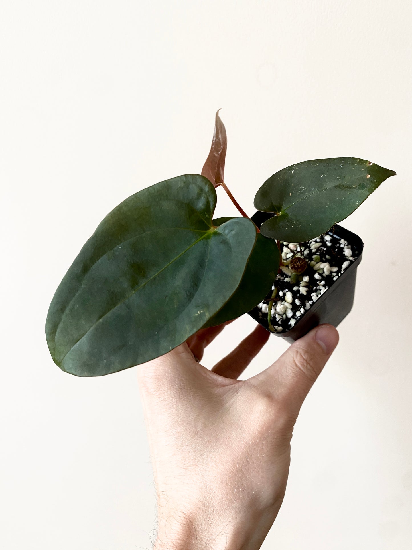 Anthurium Velvet Moira (Papillilaminum x Subsignatum) X Portillae | 7 cm pot