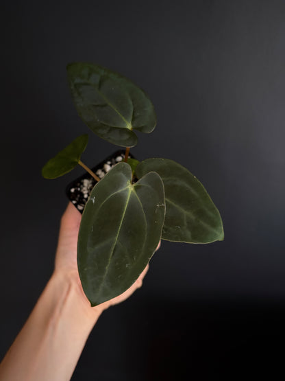 Anthurium (Guna Yala x Carlablackiae) X Carlablackiae RA10 S1 | 6 cm pot [B]