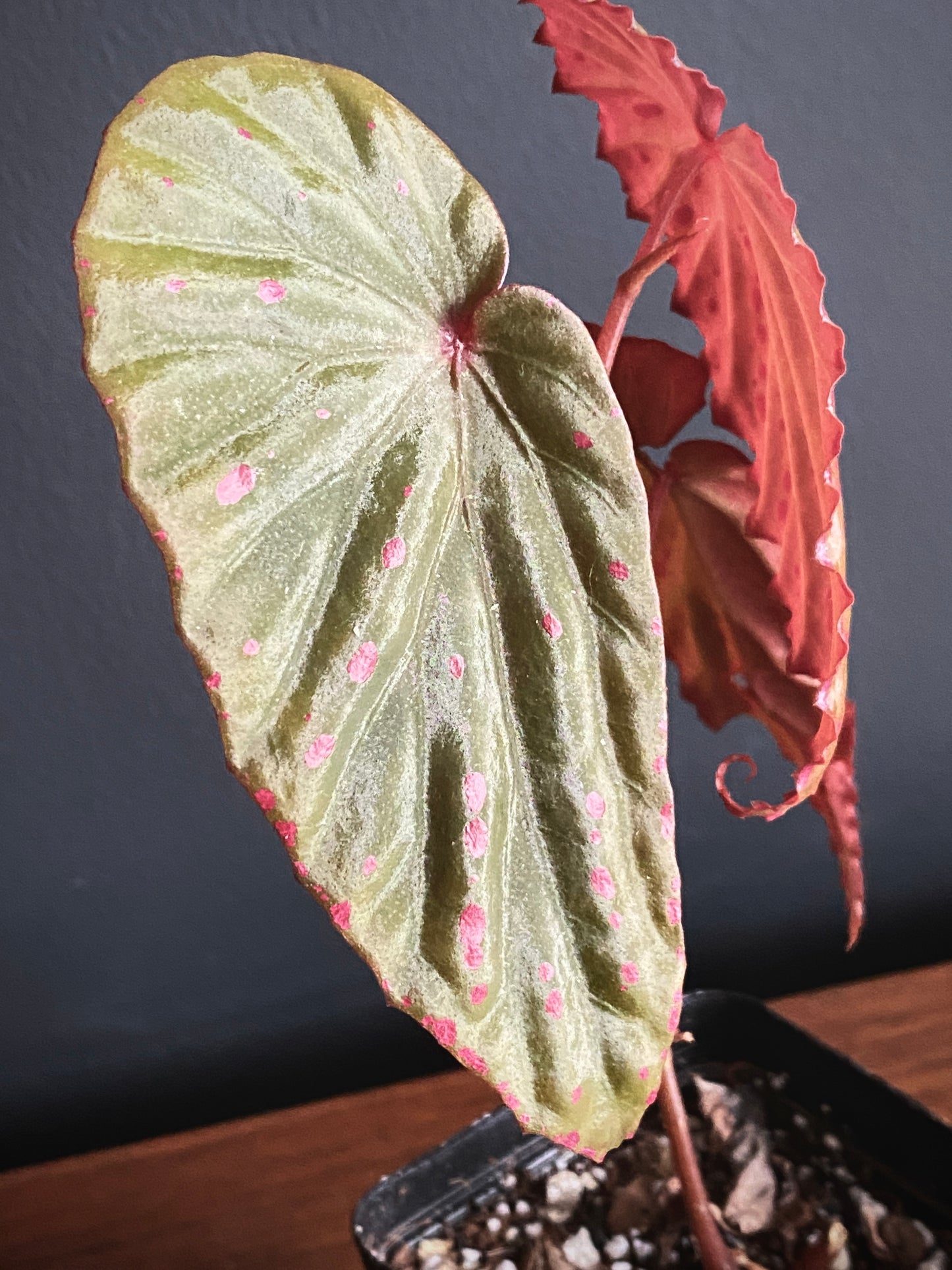 Begonia Negrosensis X Nothobaramensis | 6 cm pot [B]