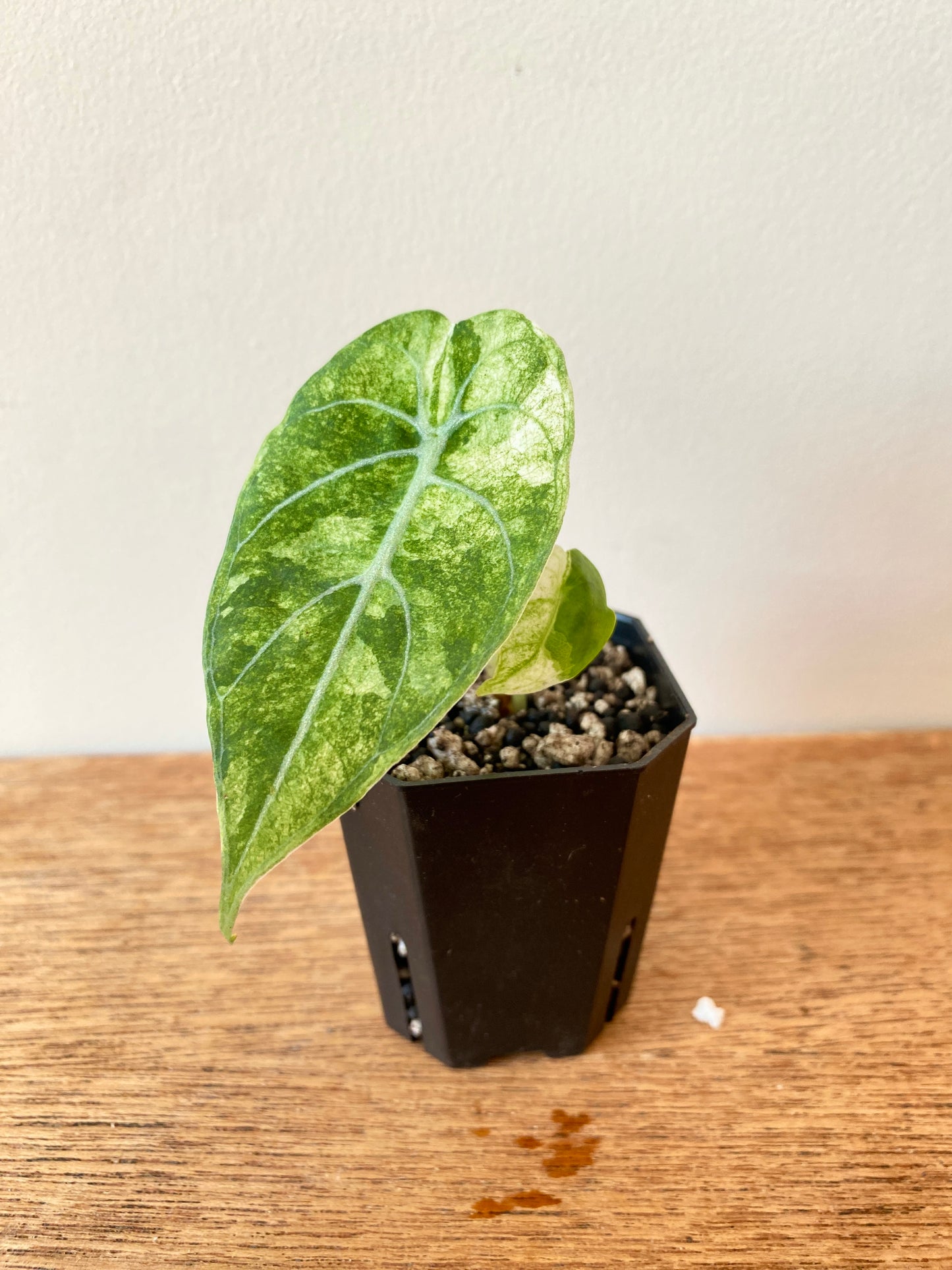 Alocasia Watsoniana doff albo/pink variegated | 5 cm pot [B]