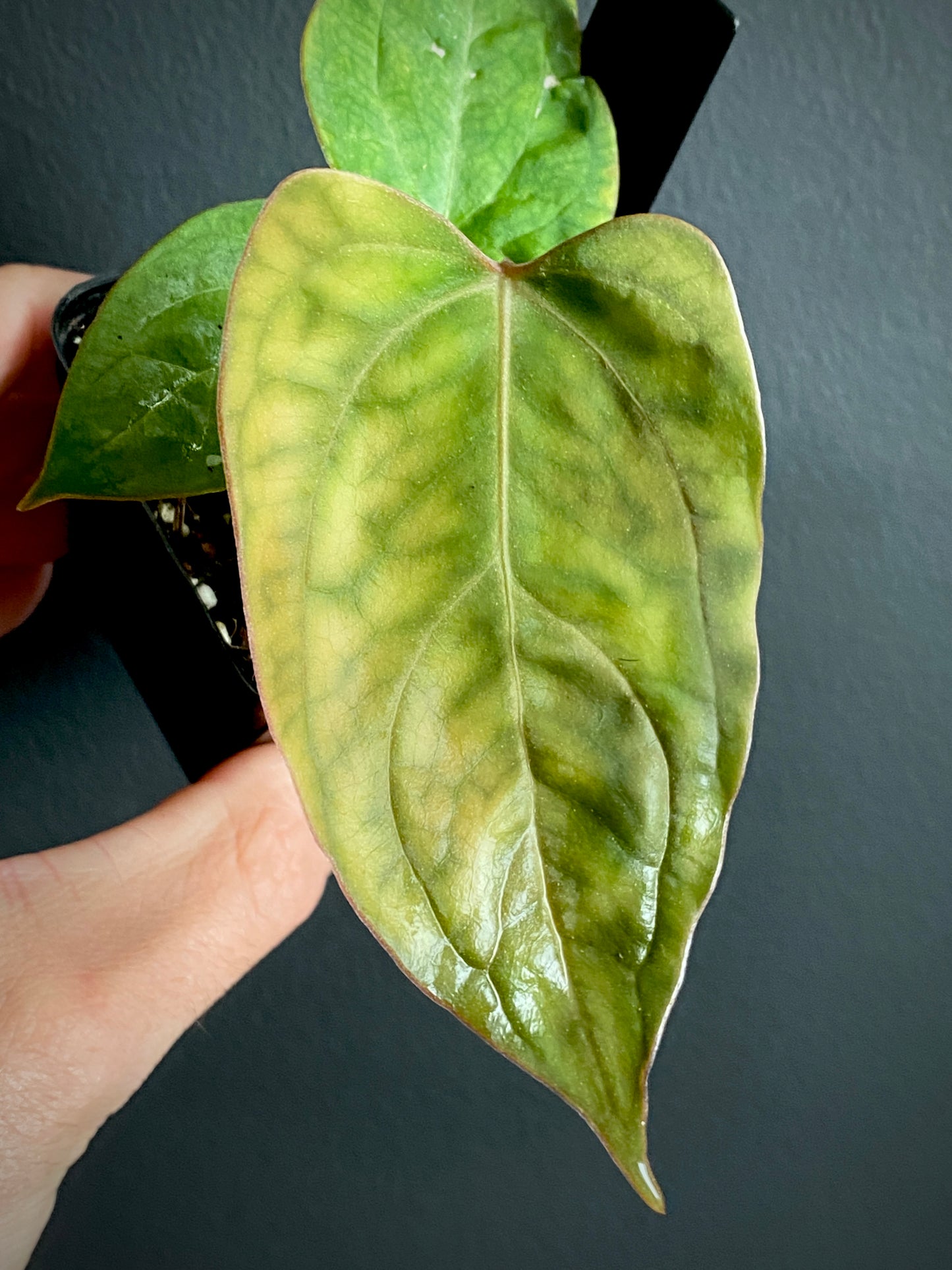 Anthurium Indo Black Widow X (Carlablackiae x Papillaminum) | 7 cm pot