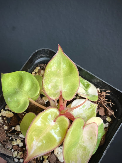 Philodendron Billietiae variegated | 7 cm pot [B]