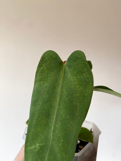 Anthurium Papillilaminum (Ree Gardens x RL) X RLFS | 7 cm pot [B]