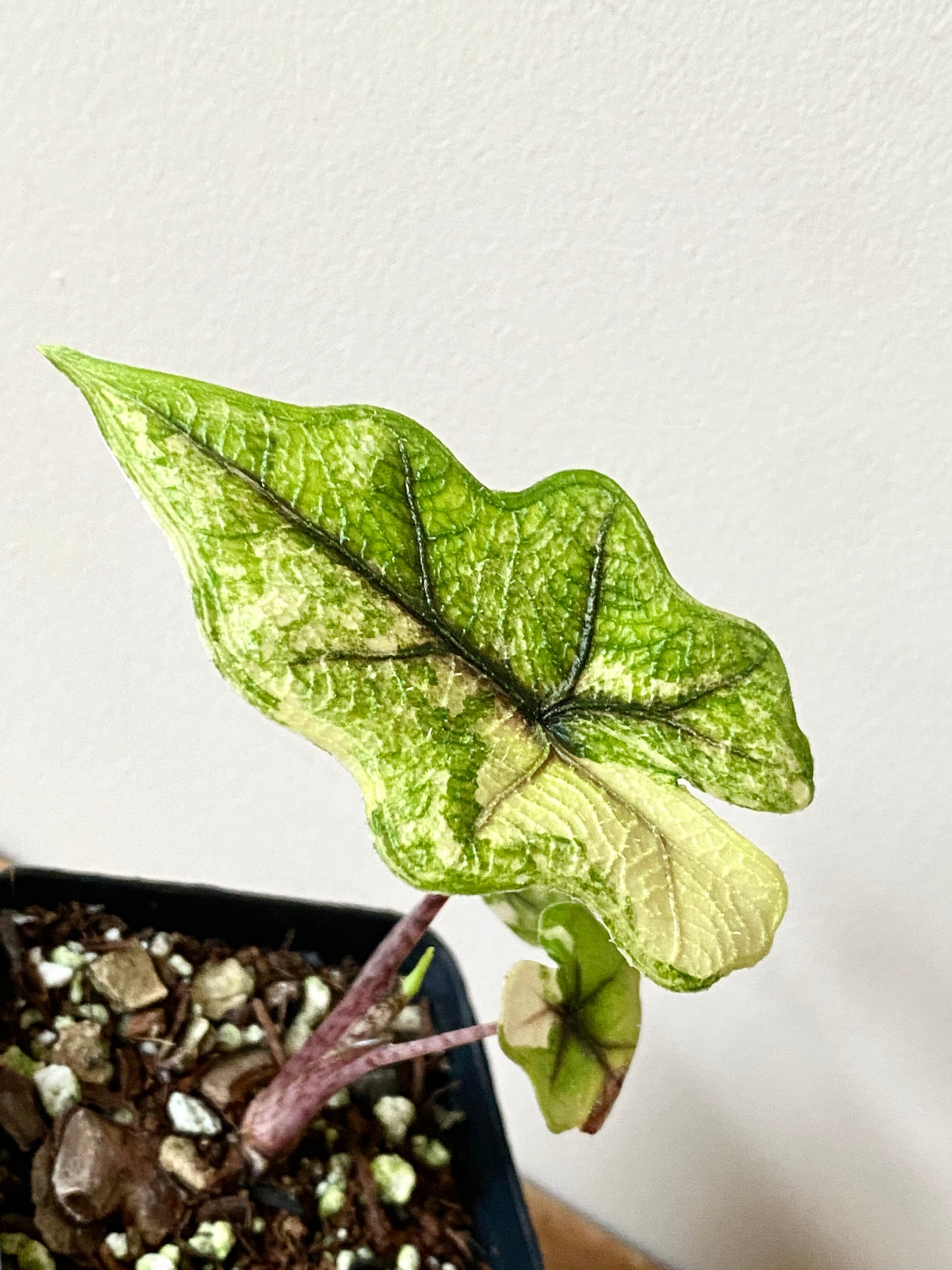 Alocasia Tandurusa 'Jacklyn' Aurea variegated | 6 cm pot