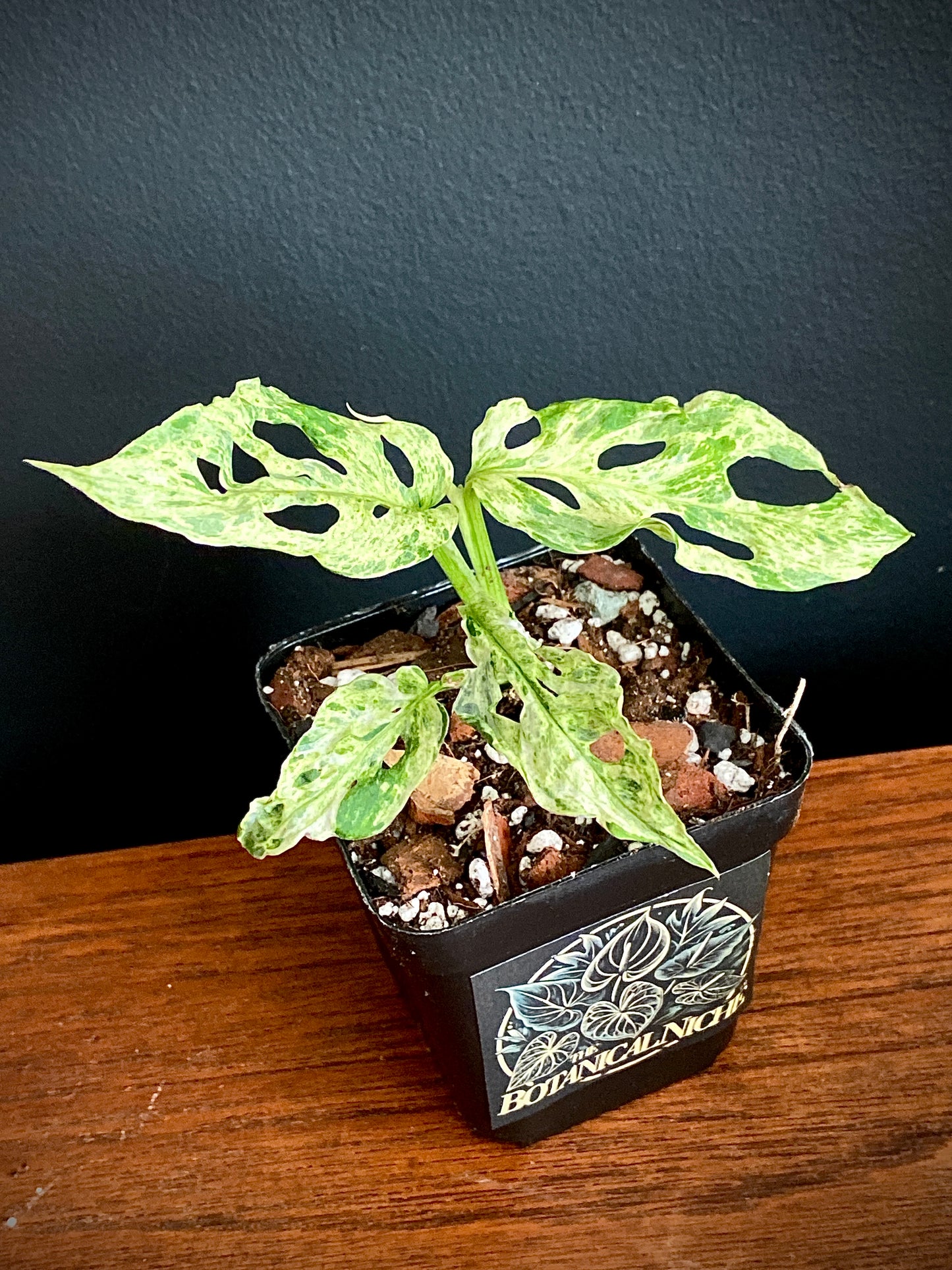 Monstera Adansonii var. laniata 'Frozen Freckles' |  7 cm pot