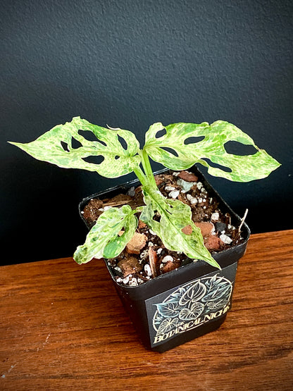 Monstera Adansonii var. laniata 'Frozen Freckles' |  7 cm pot