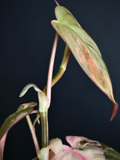 Philodendron Micans variegata | 7 cm pot [B]
