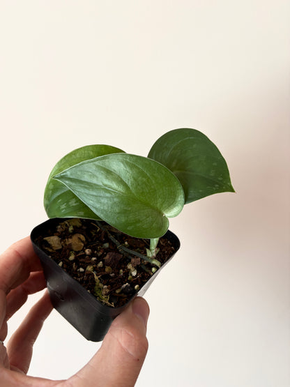 Scindapsus Black Mamba | 7 cm pot
