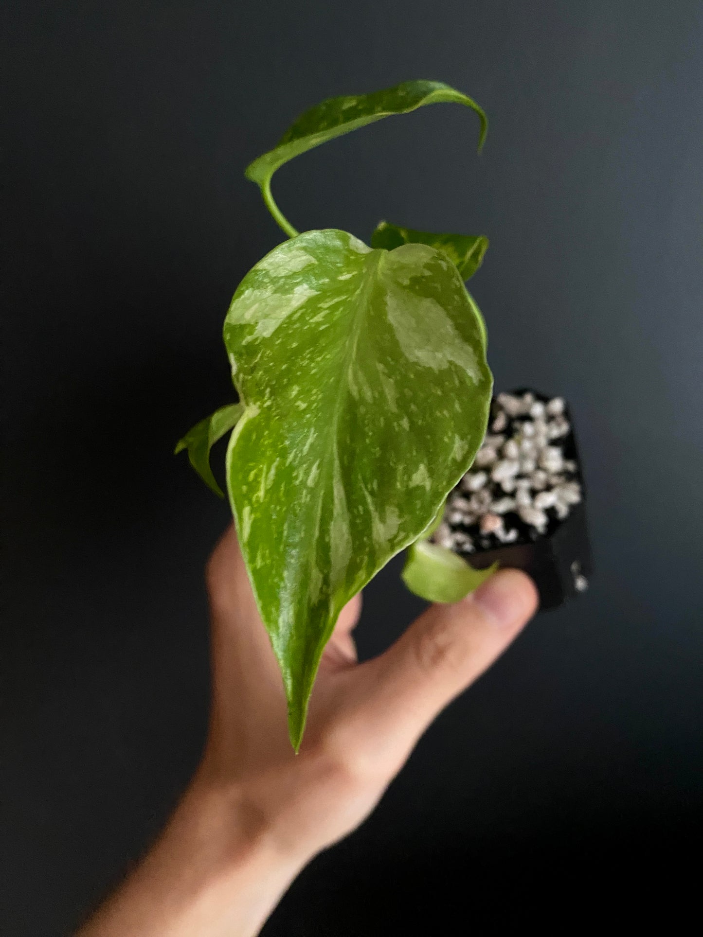 Monstera Deliciosa Electrolyte | 5 cm pot [B]