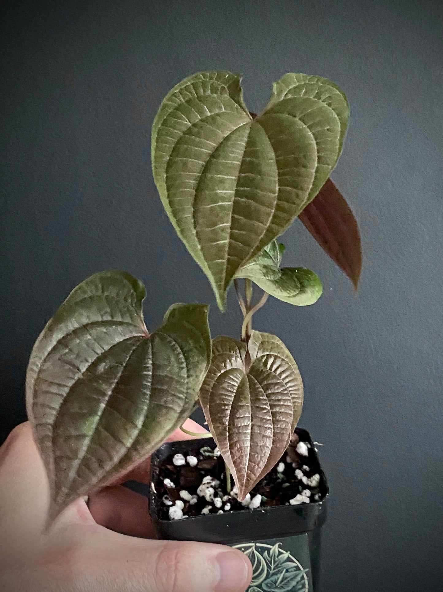 Dioscoria Discolor | 7 cm pot