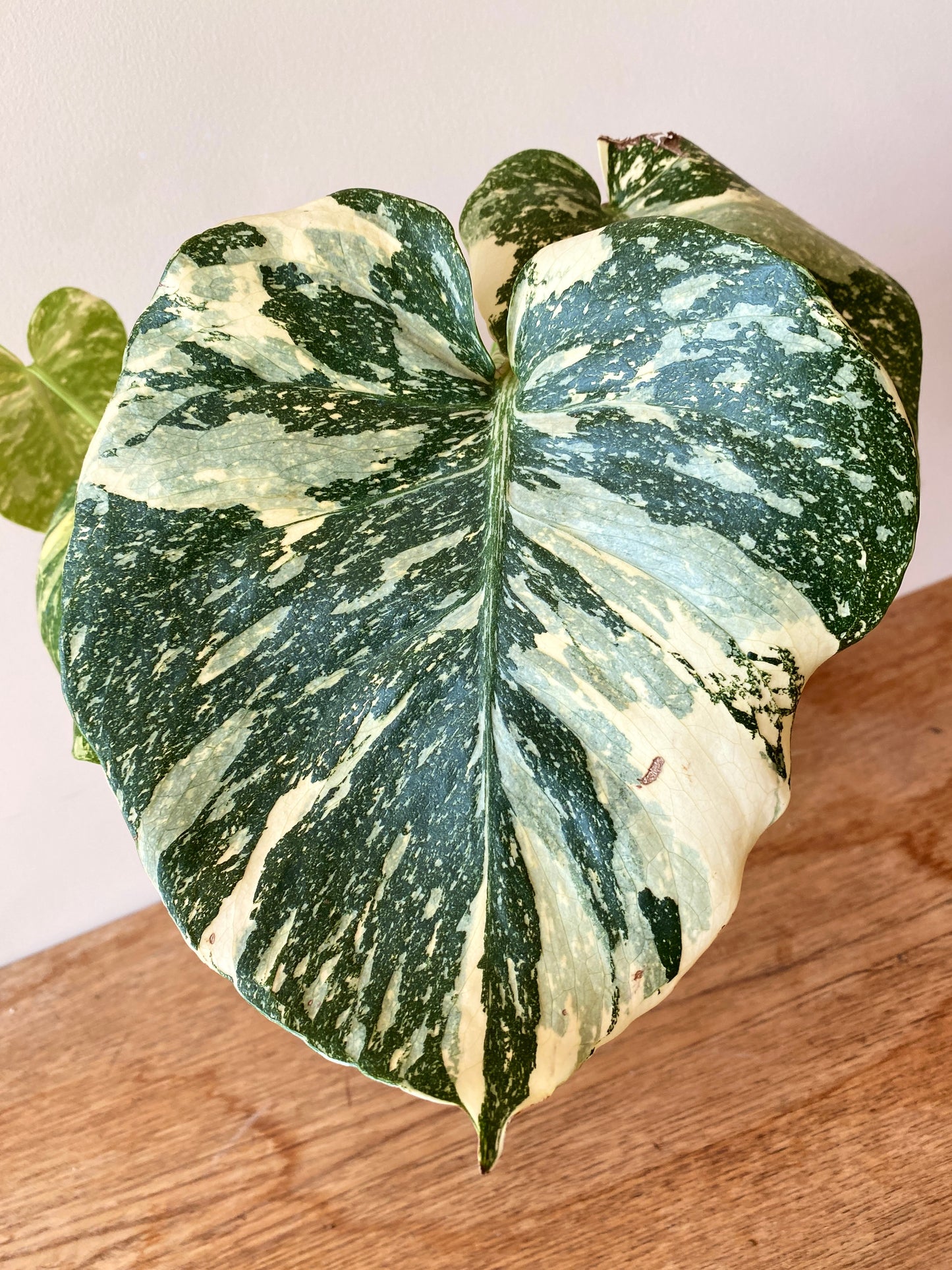 Monstera Deliciosa Crème Brûlée | 12 cm pot