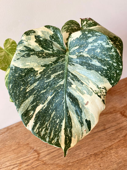 Monstera Deliciosa Crème Brûlée | 12 cm pot