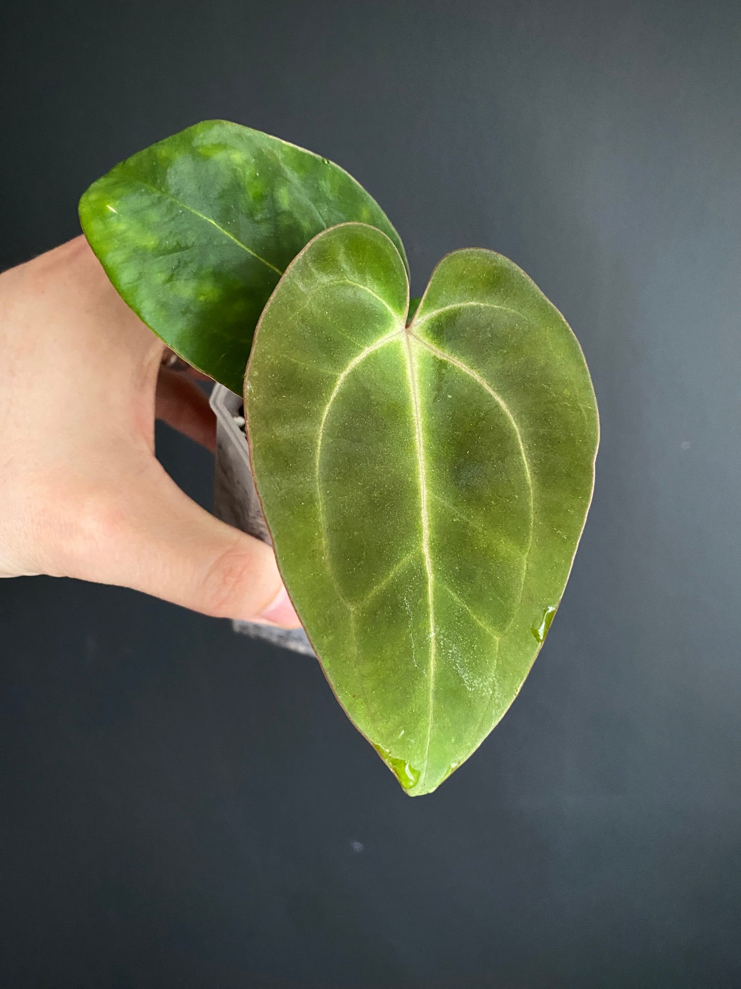 Anthurium (Carlablackiae X Dressleri RG) X (Besseae x Papillilaminum) | 7 cm pot [A]