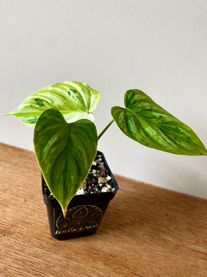 Philodendron Plowmanii variegata | 7 cm pot