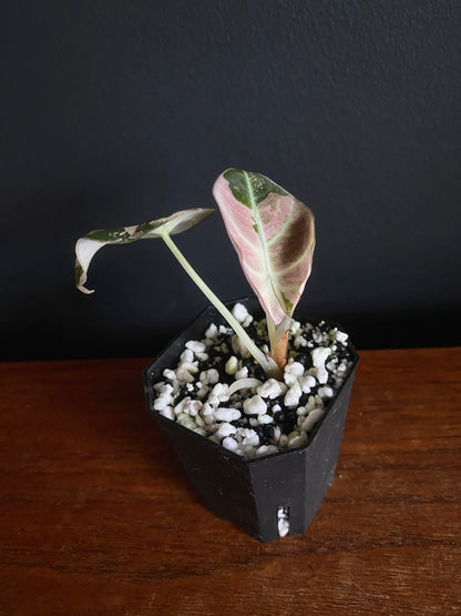 Alocasia Black Velvet Pink variegata | 5 cm pot