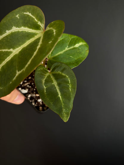 Anthurium Megatron X Black Venom (non-variegated) | 6 cm pot [B]
