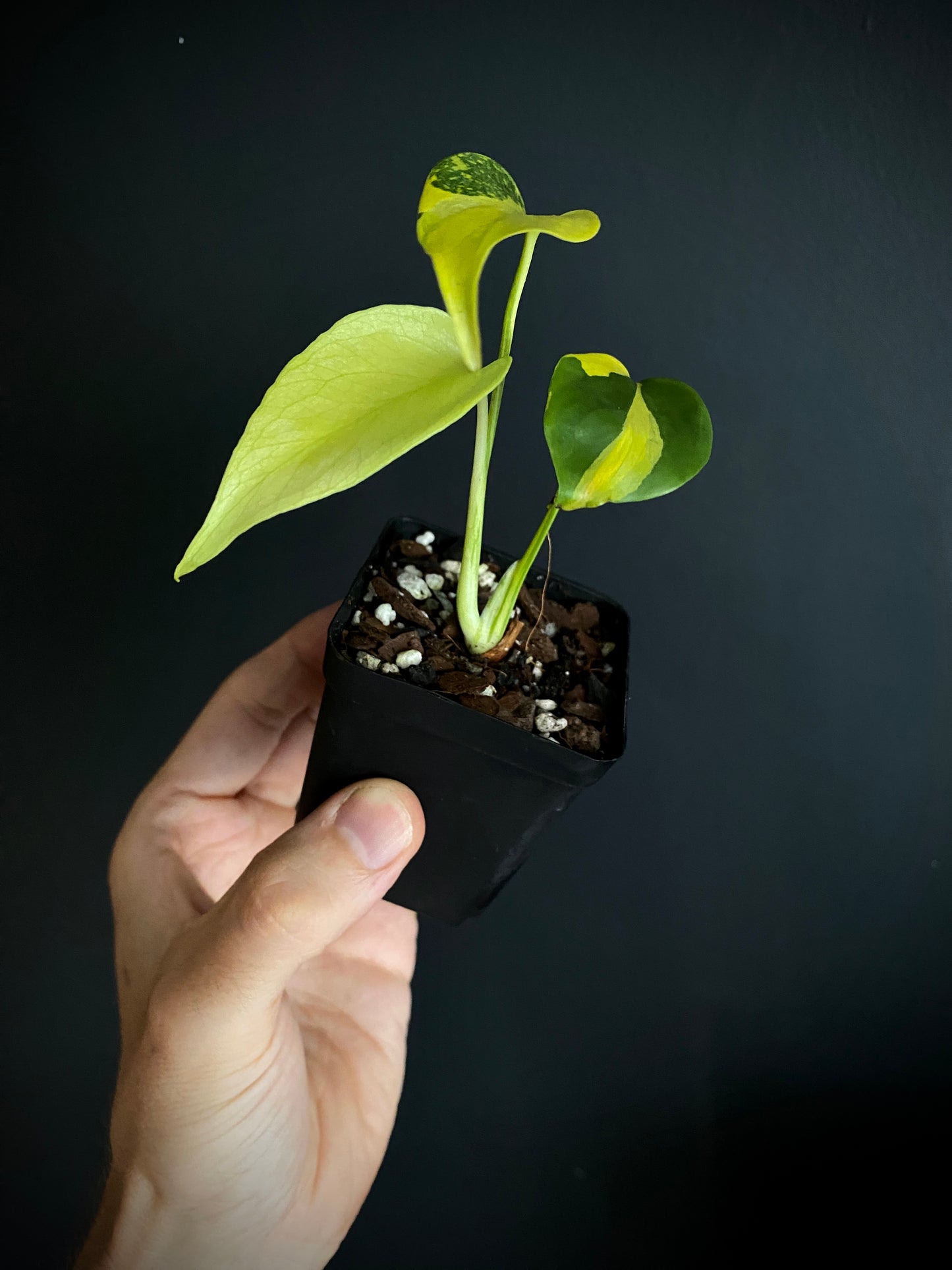 Monstera Deliciosa Electrolyte | 6 cm pot [B]