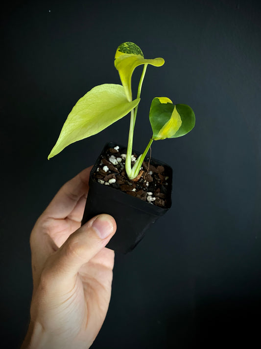 Monstera Deliciosa Electrolyte | 6 cm pot [B]