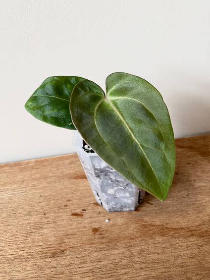 Anthurium (Carlablackiae X Dressleri RG) X (Besseae x Papillilaminum) | 7 cm pot [A]