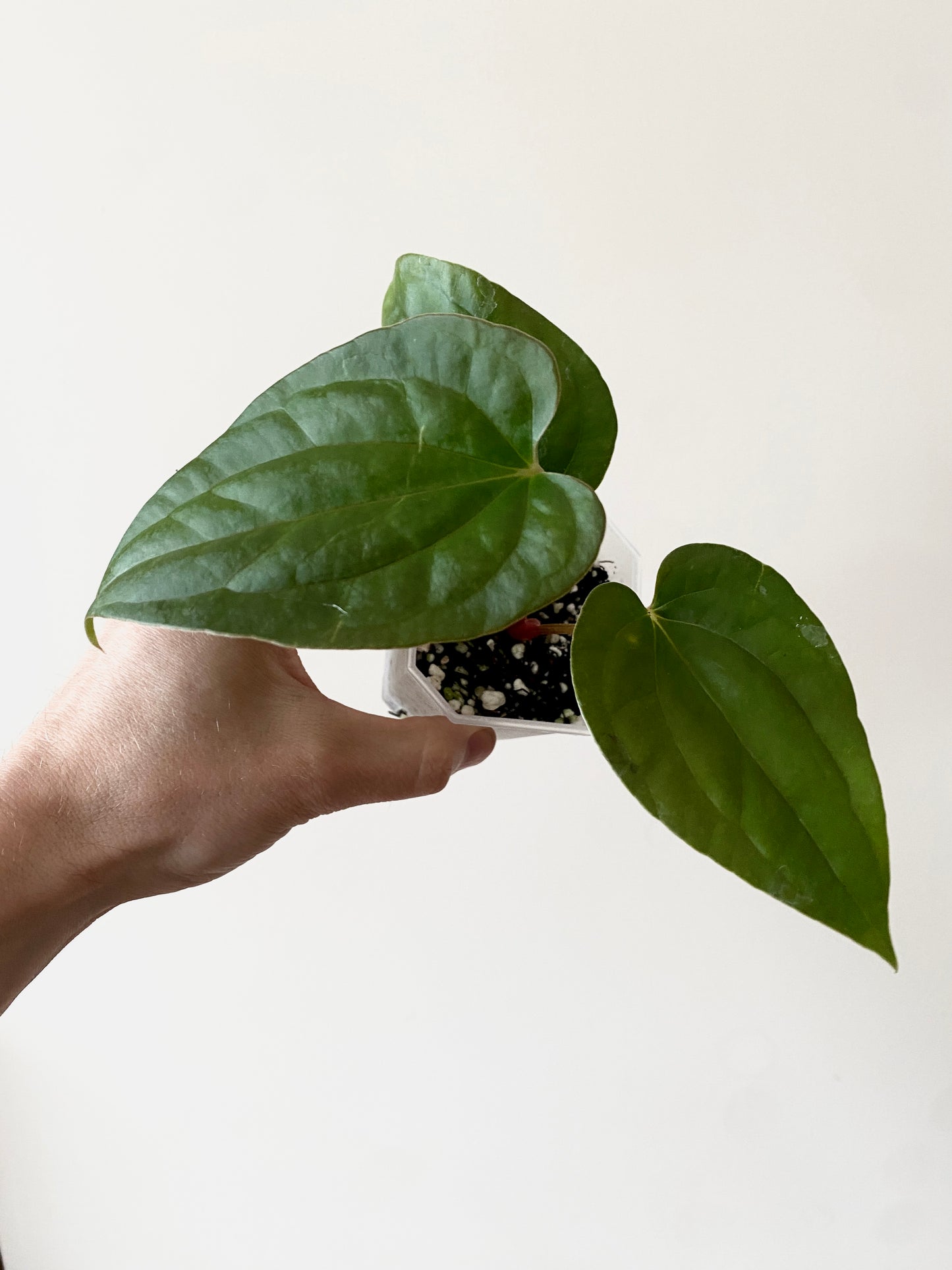 Anthurium Fort Sherman X Luxurians | 7 cm pot