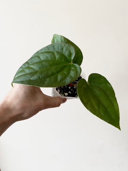 Anthurium Fort Sherman X Luxurians | 7 cm pot