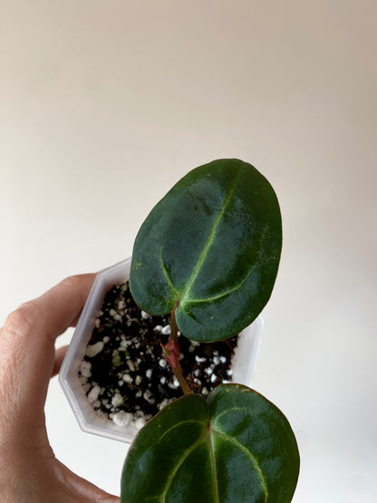 Anthurium Carlablackiae | 7 cm pot [B]