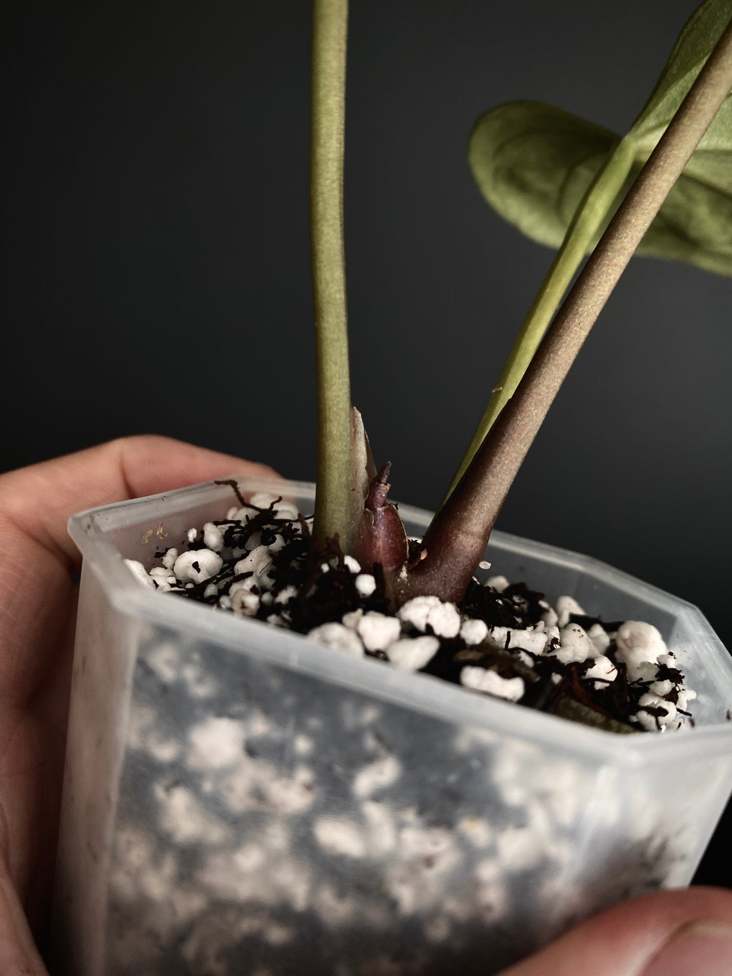 Anthurium King of Spades (KOS/HU) | 7 cm pot