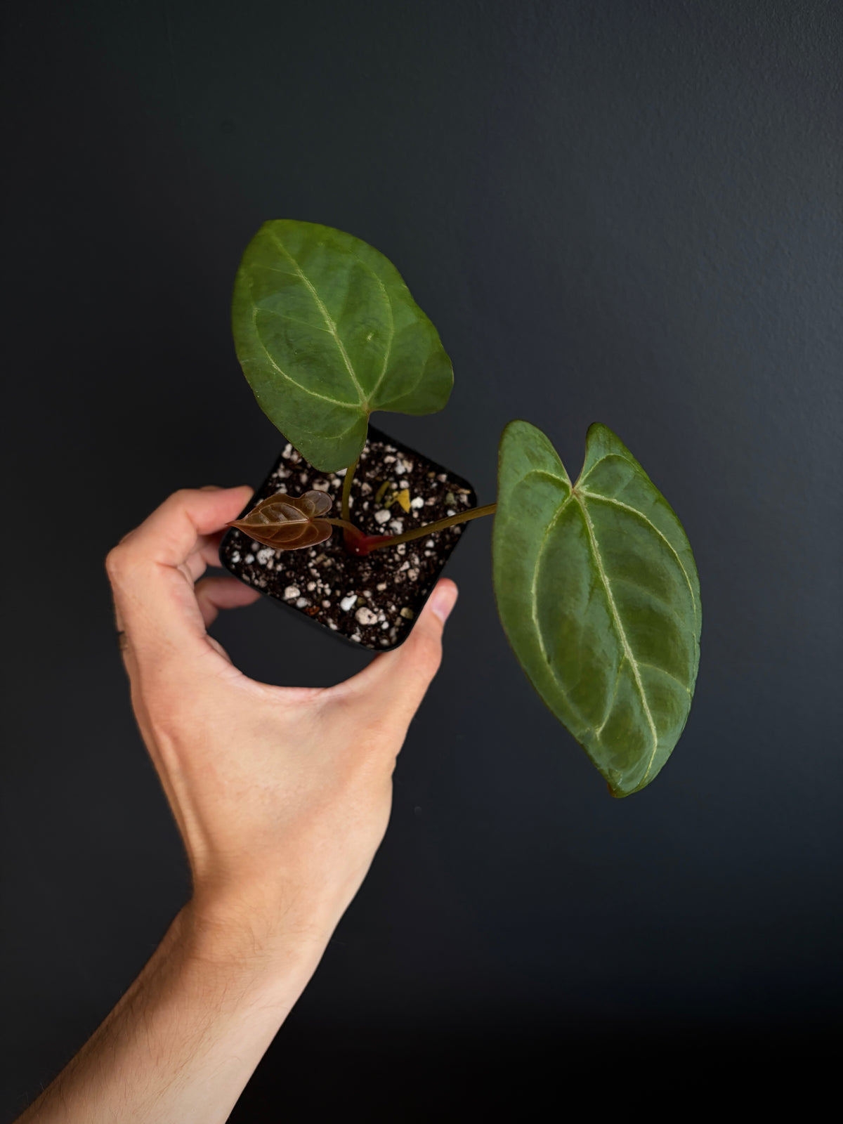 Anthurium PapCrystal x Portillae open | 6 cm pot