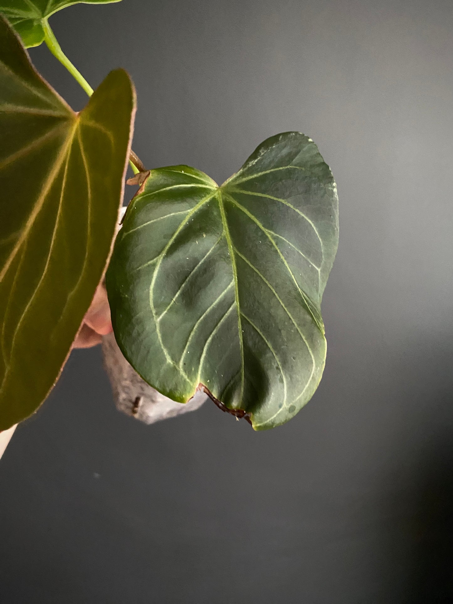Anthurium King of Spades (KOS) X Blacksweet | 9 cm pot