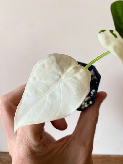 Alocasia Regal Sheilds albo variegated | 5 cm pot [A]