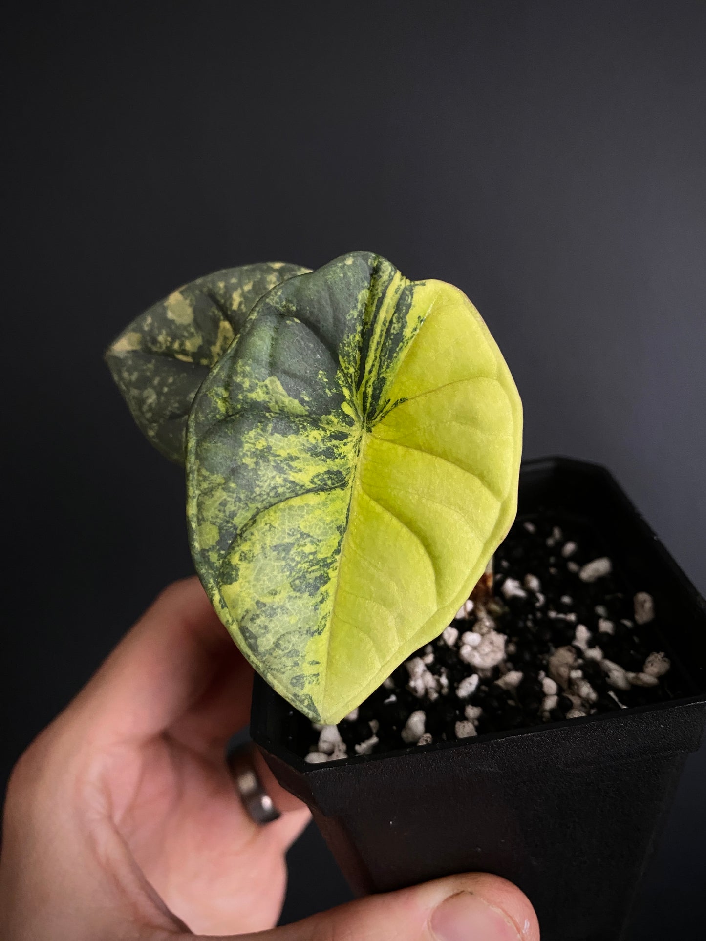 Alocasia Nebula aurea | 7 cm pot